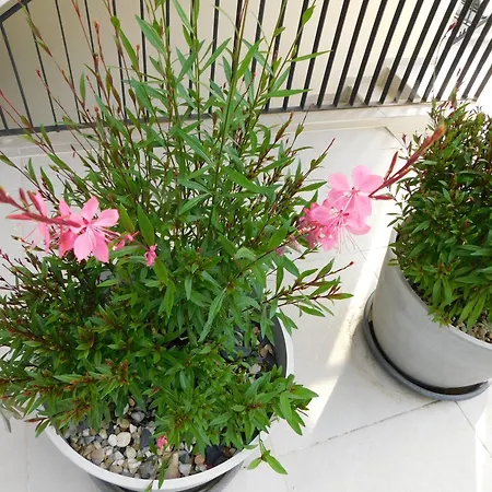 Mari House 4* 말린스카